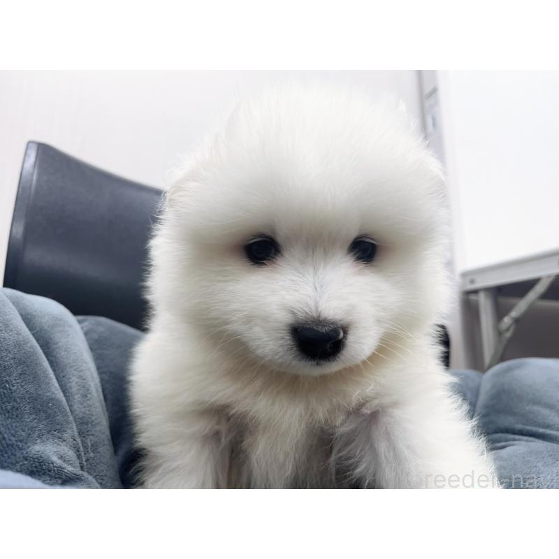 販売中の東京都のサモエド-426586の2枚目