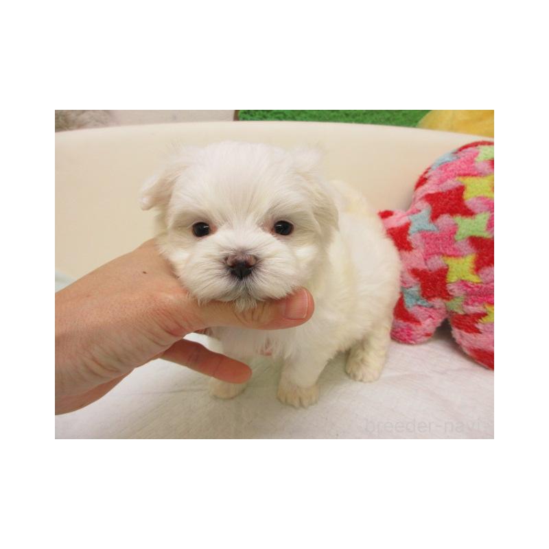 販売中の大阪府のマルチーズ-426587