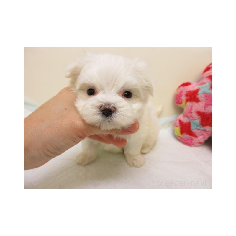 販売中の大阪府のマルチーズ-426587の2枚目