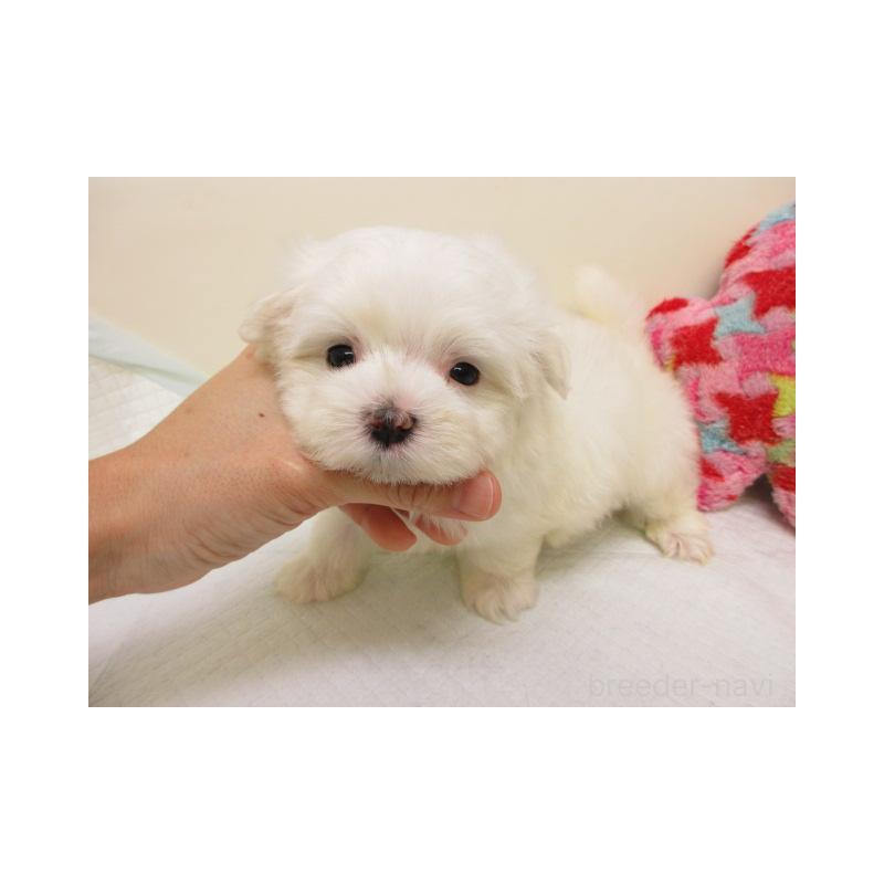 販売中の大阪府のマルチーズ-426588