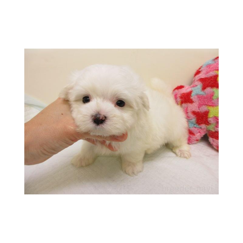 販売中の大阪府のマルチーズ-426588の2枚目