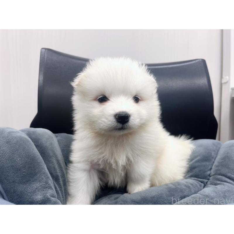 販売中の東京都のサモエド-426589の8枚目