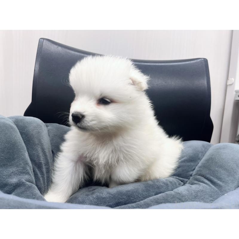 販売中の東京都のサモエド-426589の7枚目