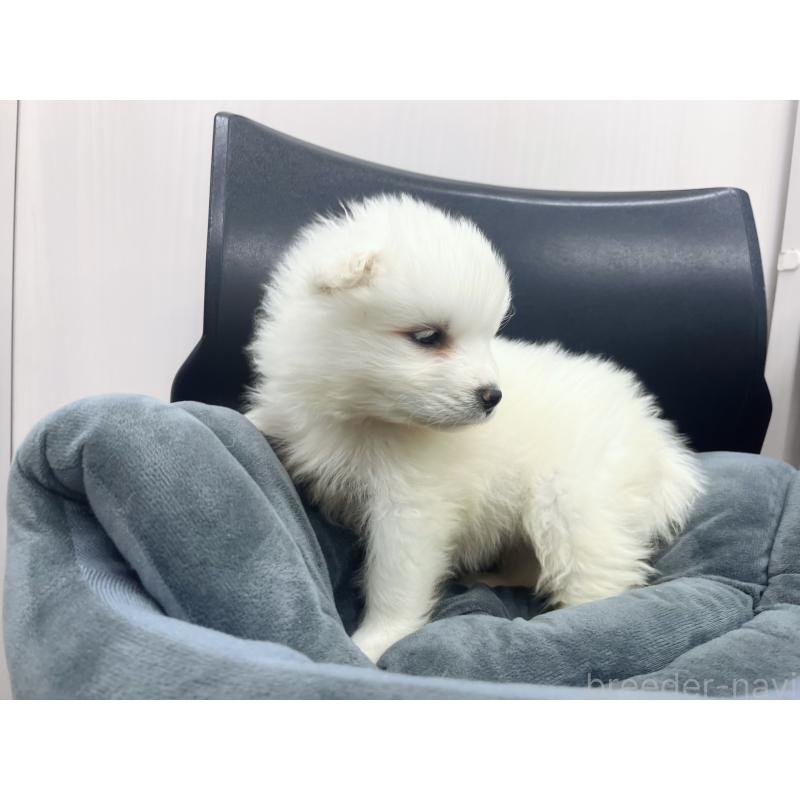 販売中の東京都のサモエド-426589の6枚目