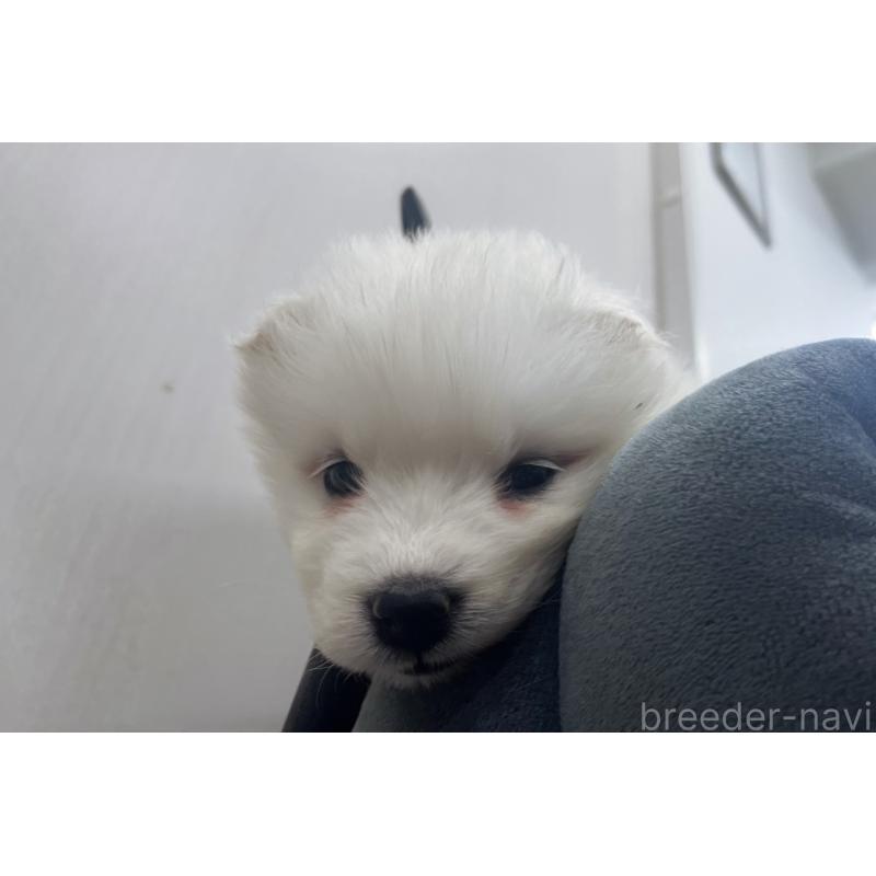 販売中の東京都のサモエド-426589の5枚目