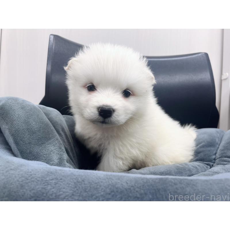 販売中の東京都のサモエド-426589の4枚目