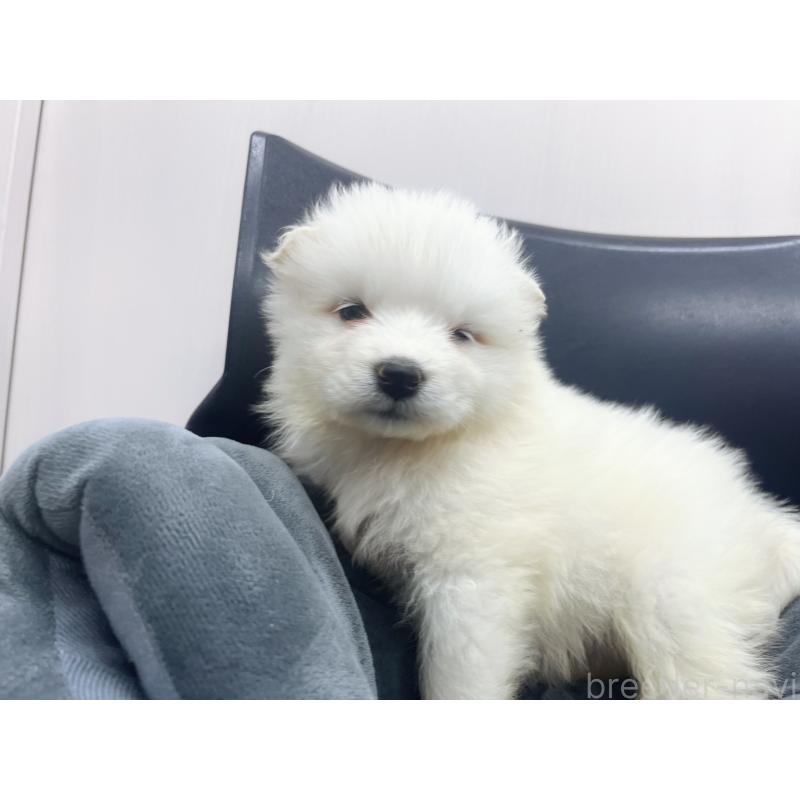 販売中の東京都のサモエド-426589の3枚目