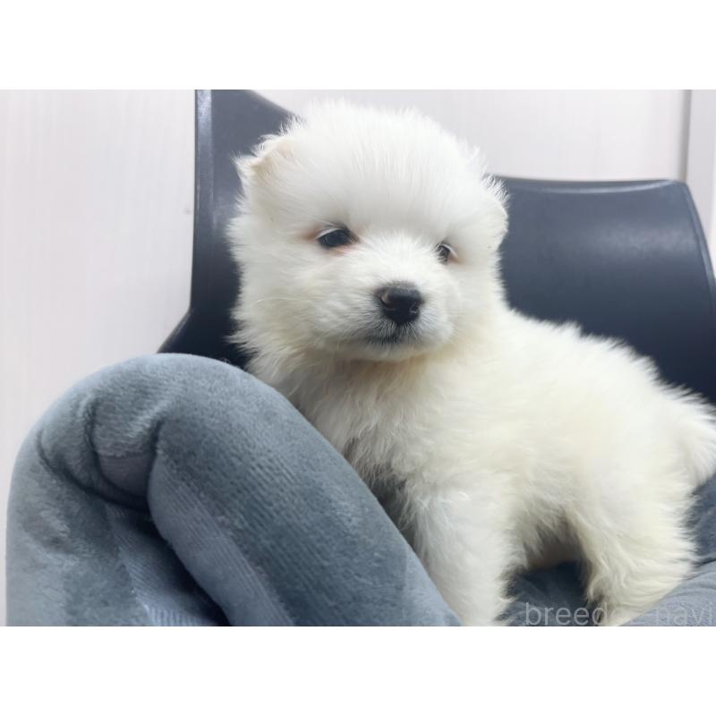 販売中の東京都のサモエド-426589の2枚目