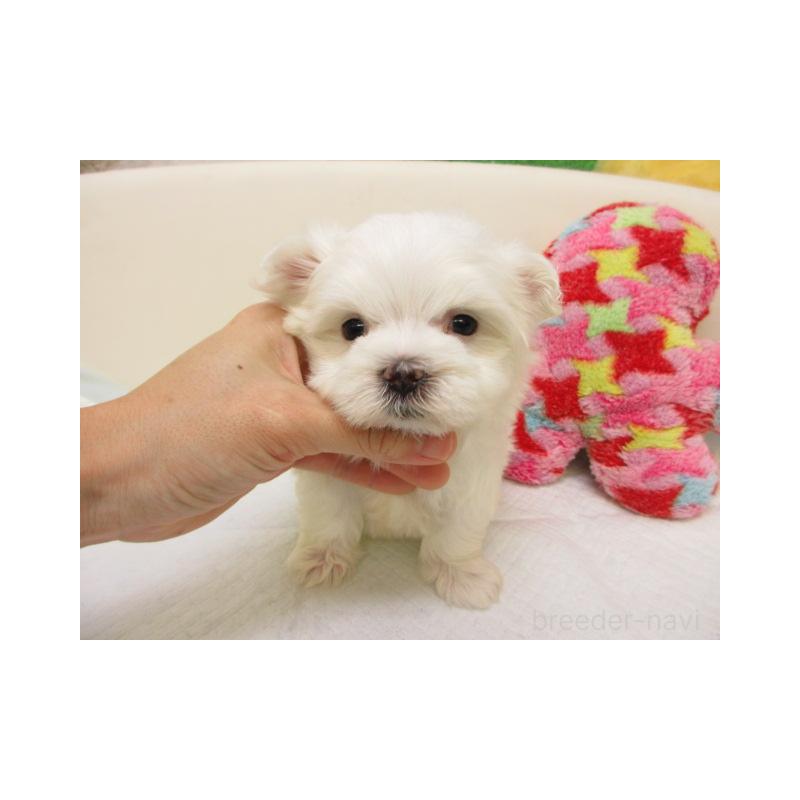 販売中の大阪府のマルチーズ-426590の1枚目