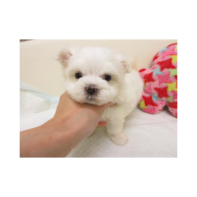 販売中の大阪府のマルチーズ-426590の2枚目