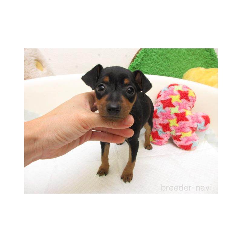 販売中の大阪府のミニチュアピンシャー(ミニピン)-426591の2枚目