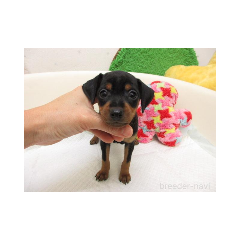 販売中の大阪府のミニチュアピンシャー(ミニピン)-426592の1枚目