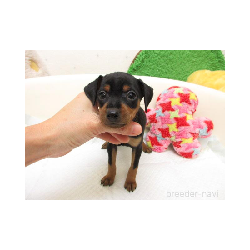 販売中の大阪府のミニチュアピンシャー(ミニピン)-426592の2枚目