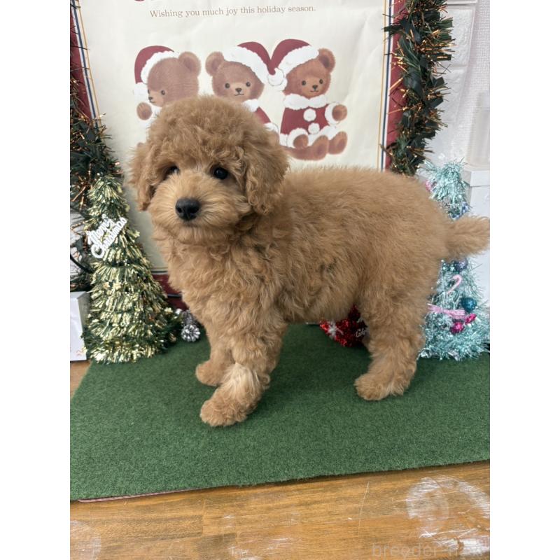 販売中の福岡県のトイプードル-426593の2枚目