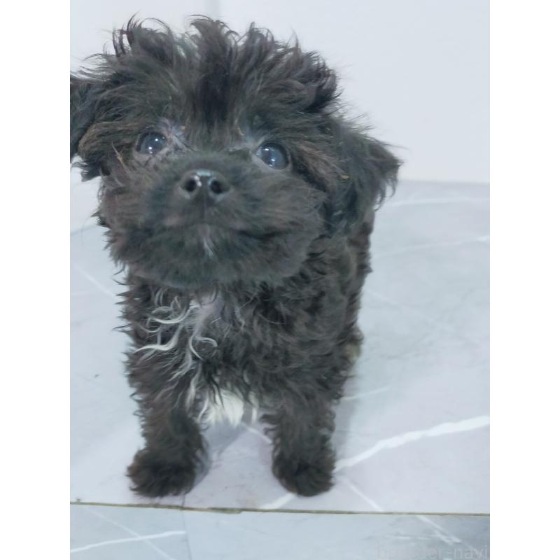 成約済の宮崎県のマルプー:マルチーズ×トイプードル-425716の5枚目