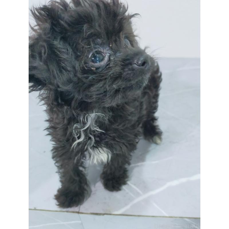 成約済の宮崎県のマルプー:マルチーズ×トイプードル-425716の4枚目