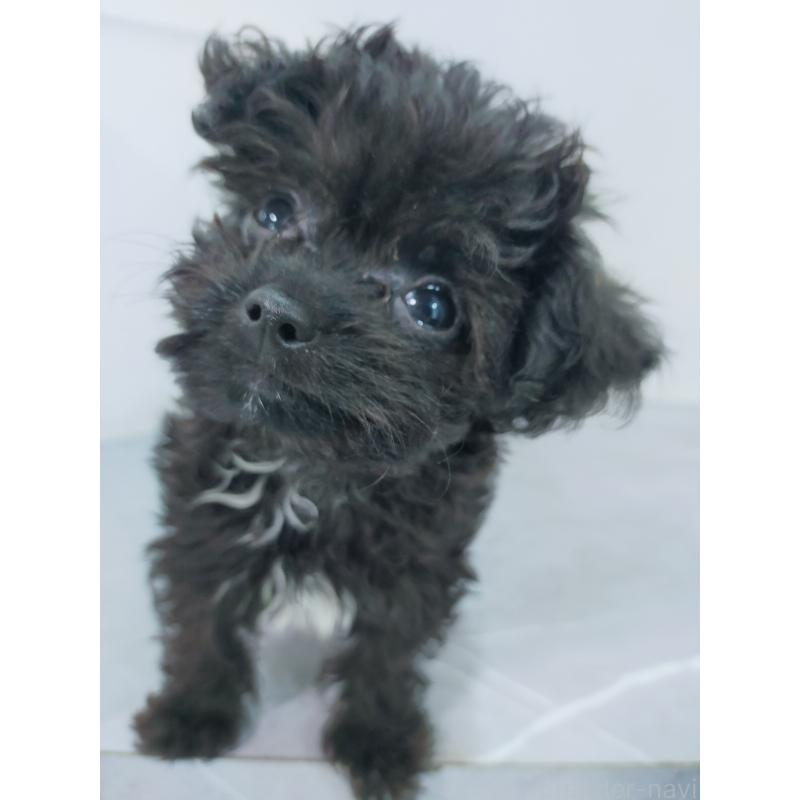 成約済の宮崎県のマルプー:マルチーズ×トイプードル-425716の3枚目