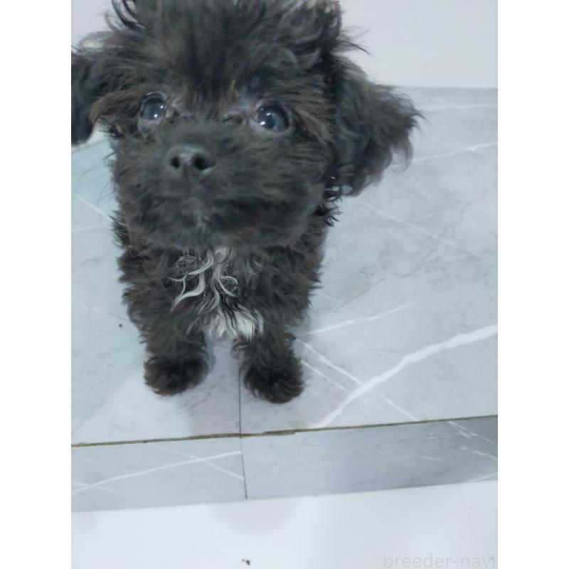 成約済の宮崎県のマルプー:マルチーズ×トイプードル-425716の2枚目