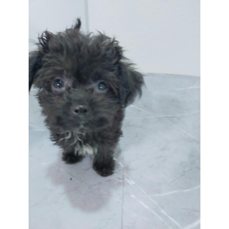 販売中の宮崎県のマルプー:マルチーズ×トイプードル-425716