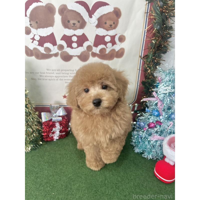 販売中の福岡県のトイプードル-426595の3枚目