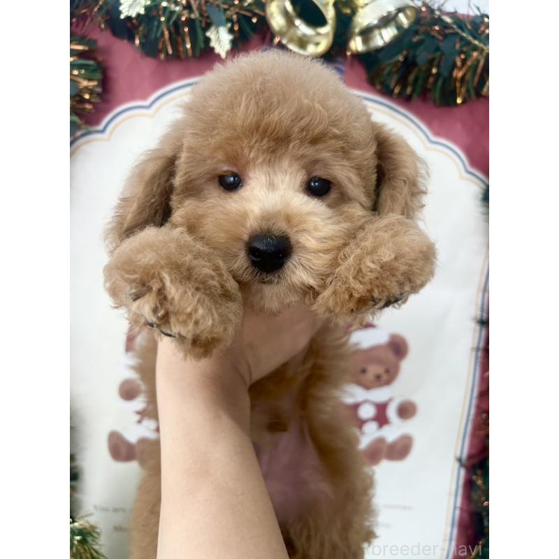 販売中の福岡県のトイプードル-426595の2枚目