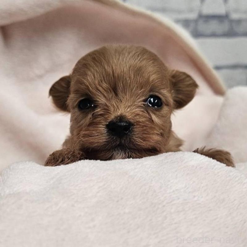 販売中の埼玉県のチワプー:チワワ×トイプードル-426596の7枚目