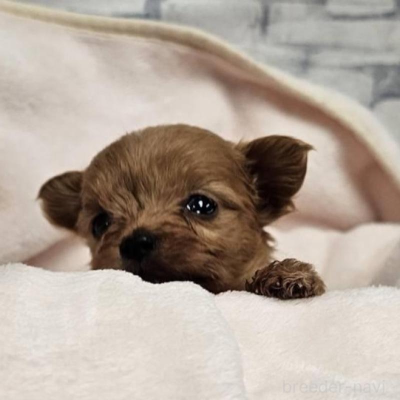 販売中の埼玉県のチワプー:チワワ×トイプードル-426596の6枚目