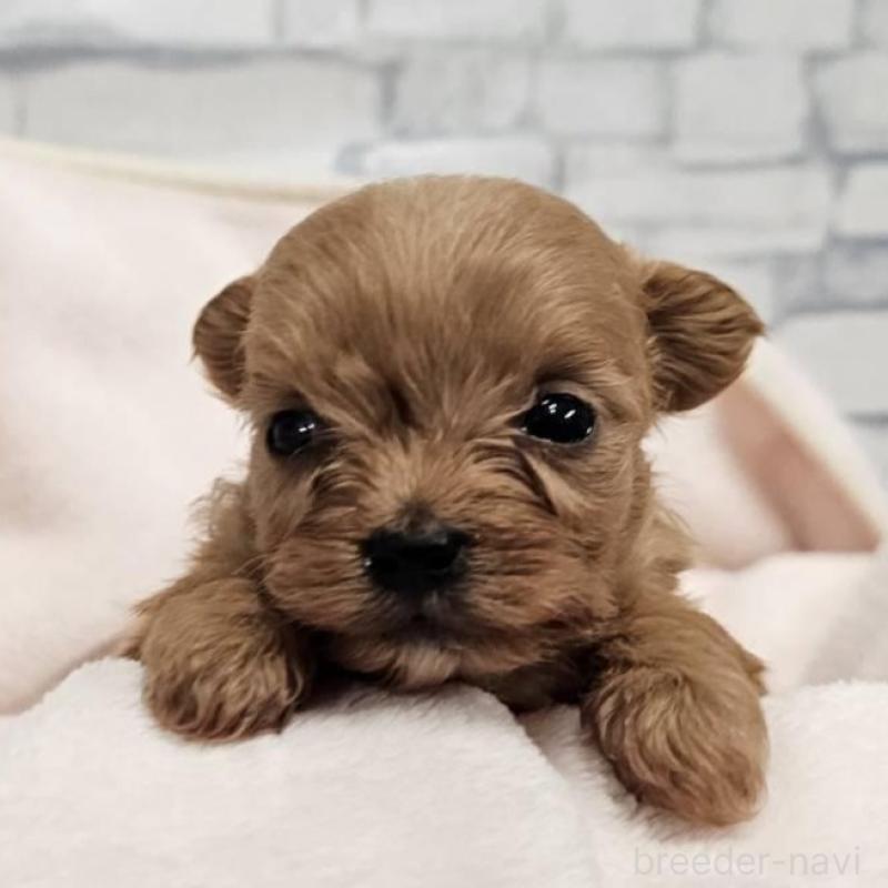 販売中の埼玉県のチワプー:チワワ×トイプードル-426596の5枚目