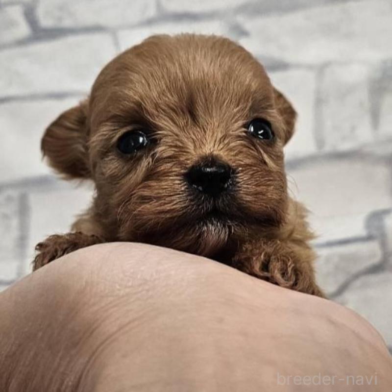 販売中の埼玉県のチワプー:チワワ×トイプードル-426596の4枚目