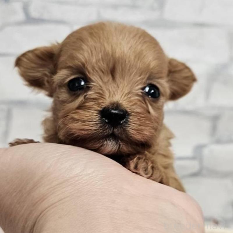 販売中の埼玉県のチワプー:チワワ×トイプードル-426596の3枚目