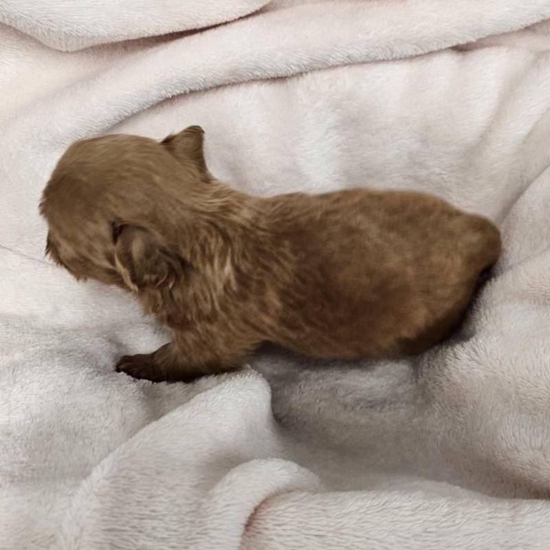 販売中の埼玉県のチワプー:チワワ×トイプードル-426596の2枚目