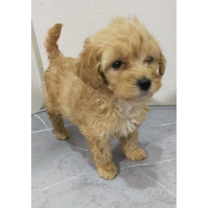 販売中の宮崎県のマルプー:マルチーズ×トイプードル-425712