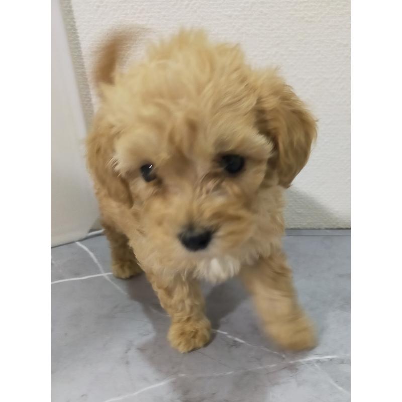 成約済の宮崎県のマルプー:マルチーズ×トイプードル-425712の7枚目