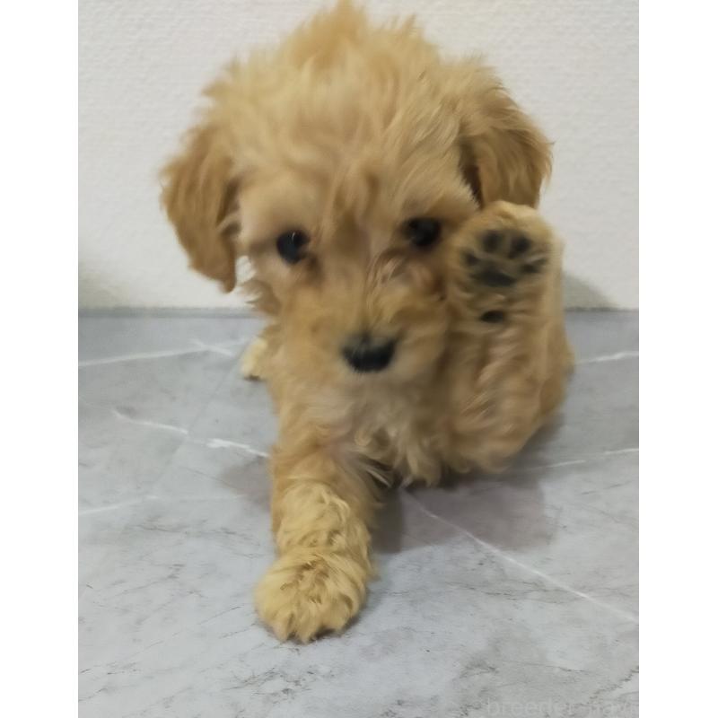 成約済の宮崎県のマルプー:マルチーズ×トイプードル-425712の6枚目