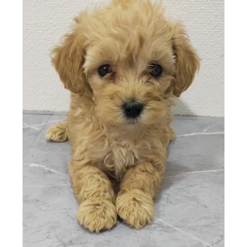 成約済の宮崎県のマルプー:マルチーズ×トイプードル-425712の5枚目