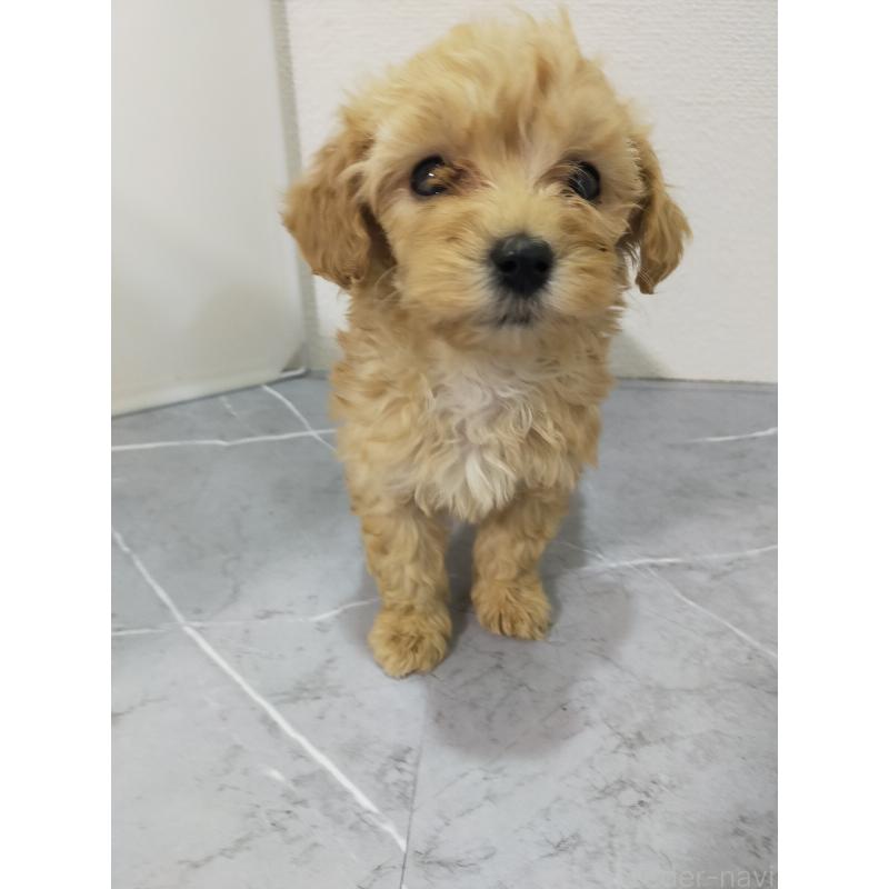 成約済の宮崎県のマルプー:マルチーズ×トイプードル-425712の4枚目