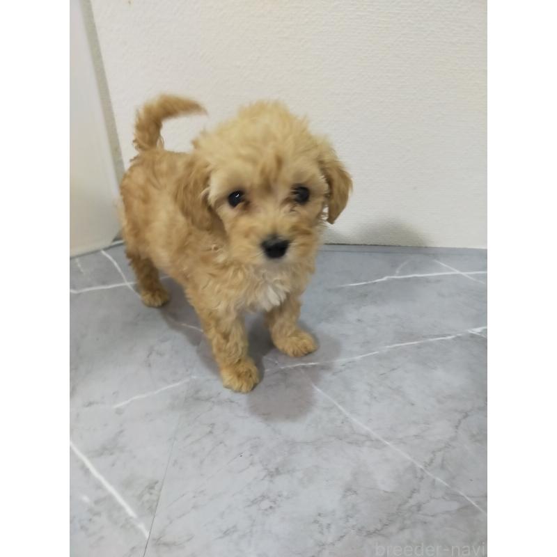 成約済の宮崎県のマルプー:マルチーズ×トイプードル-425712の3枚目