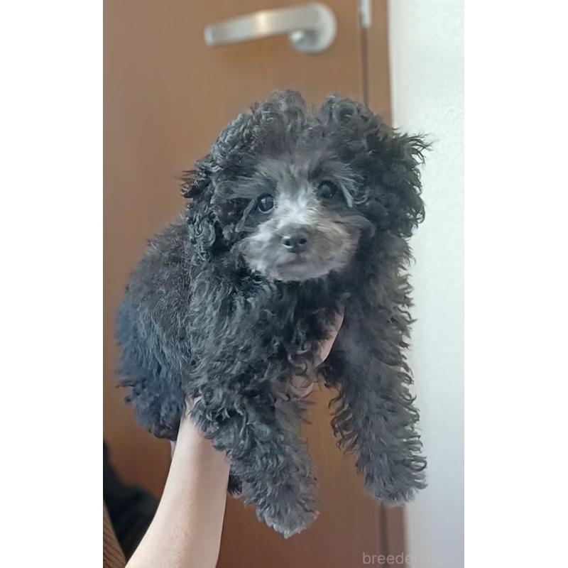 販売中の三重県のタイニープードル-410266の7枚目