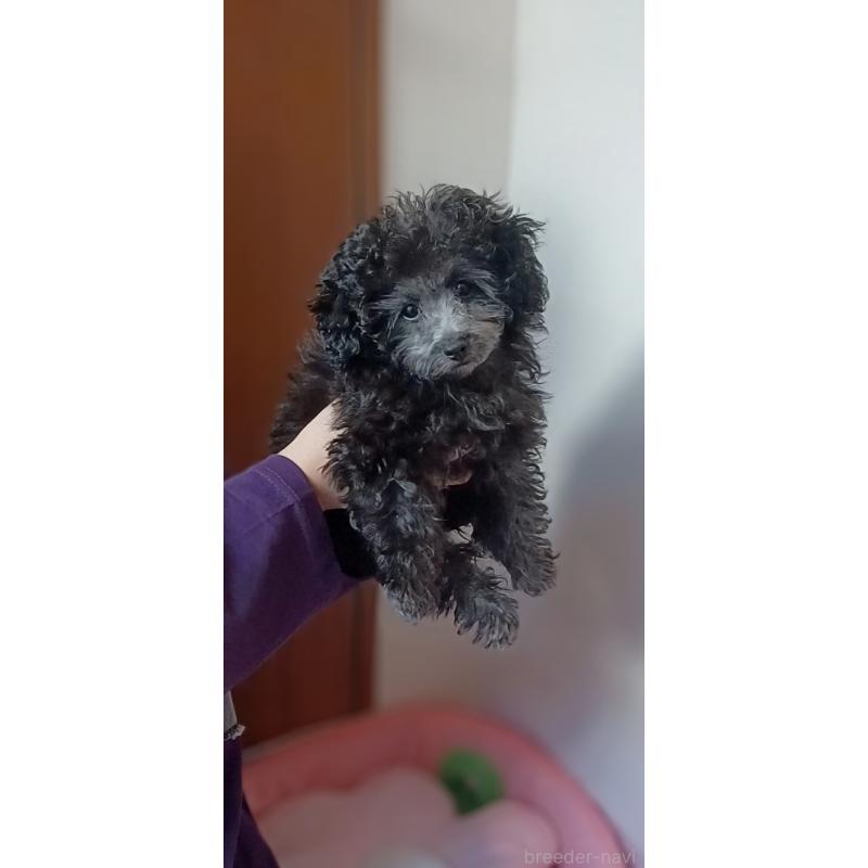 販売中の三重県のタイニープードル-410266の6枚目