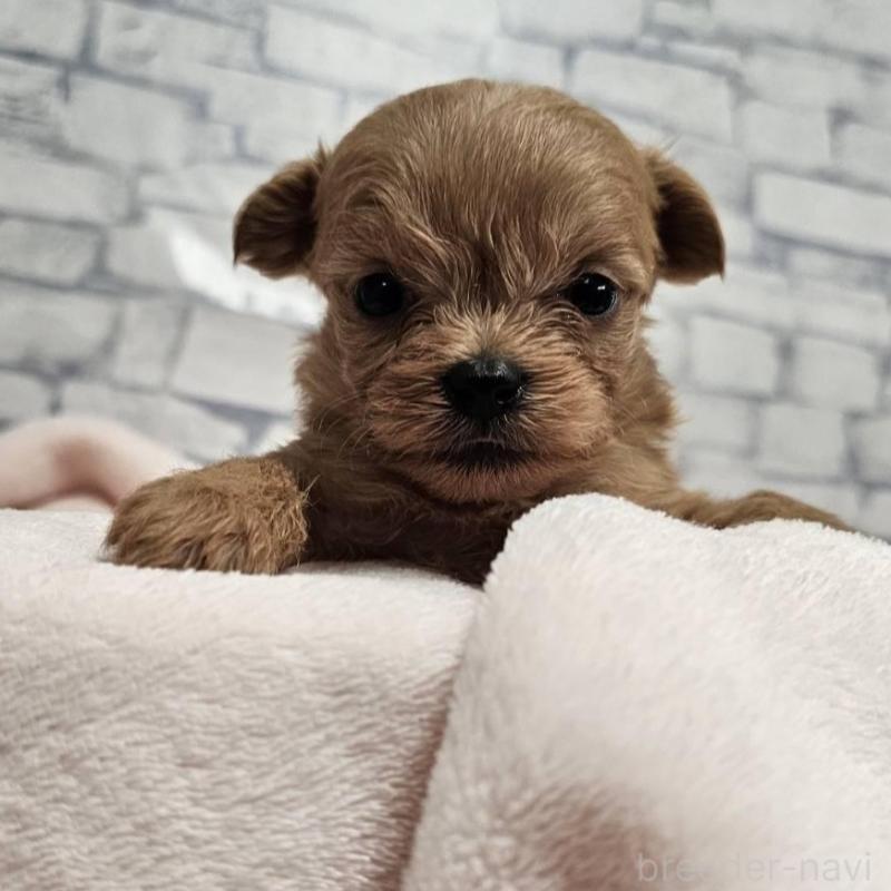 販売中の埼玉県のチワプー:チワワ×トイプードル-426597の7枚目