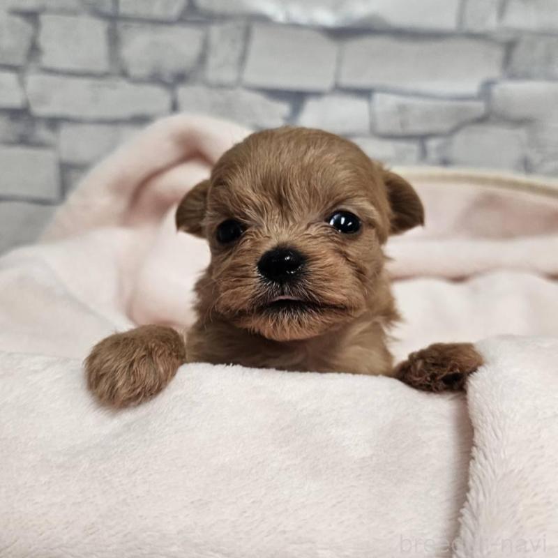 販売中の埼玉県のチワプー:チワワ×トイプードル-426597の6枚目