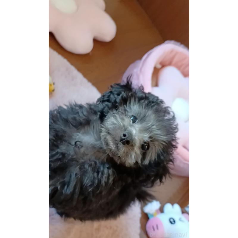 販売中の三重県のタイニープードル-410266の5枚目