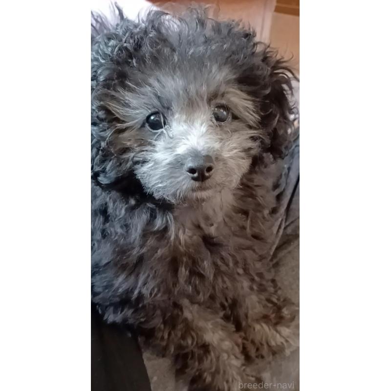 販売中の三重県のタイニープードル-410266の4枚目