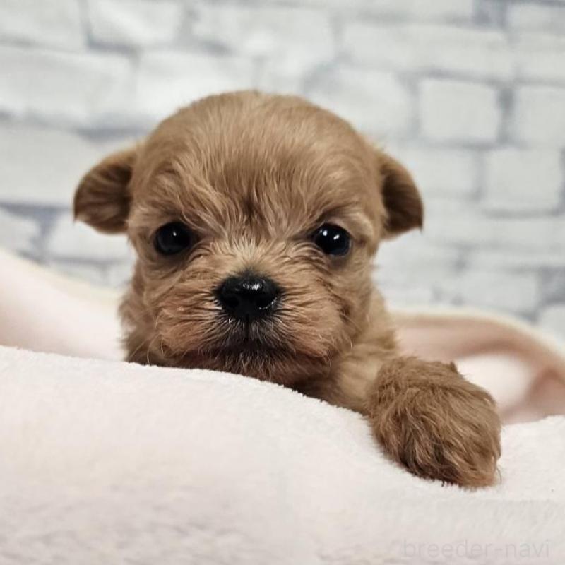 販売中の埼玉県のチワプー:チワワ×トイプードル-426597