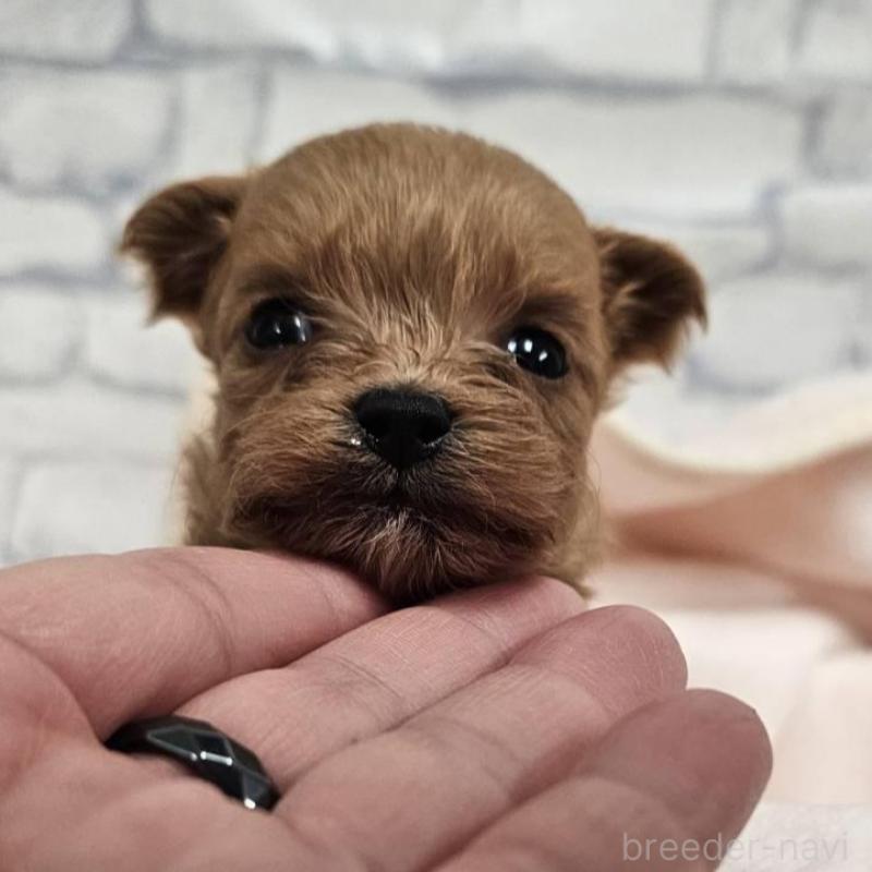 販売中の埼玉県のチワプー:チワワ×トイプードル-426598の4枚目