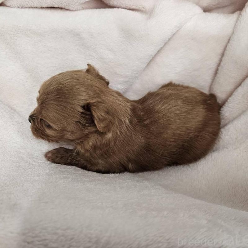 販売中の埼玉県のチワプー:チワワ×トイプードル-426598の3枚目