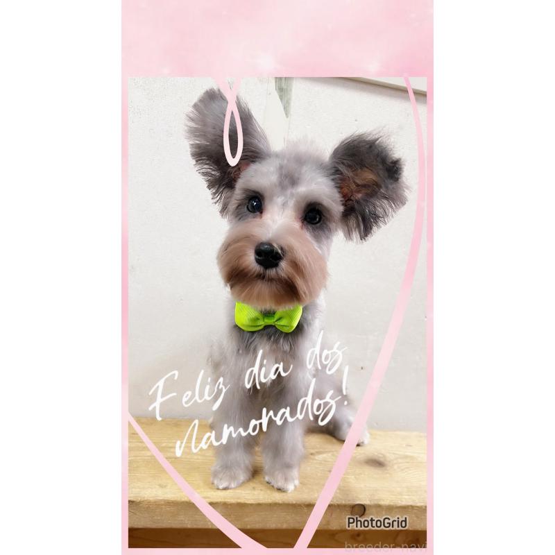 販売中の静岡県のミニチュアシュナウザー-414067