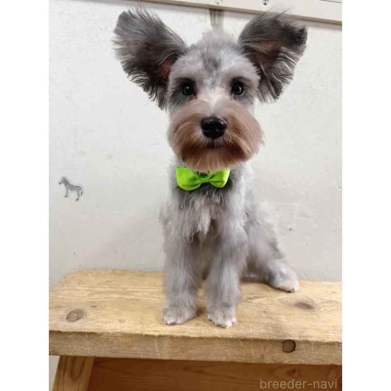 商談中の静岡県のミニチュアシュナウザー-414067の5枚目