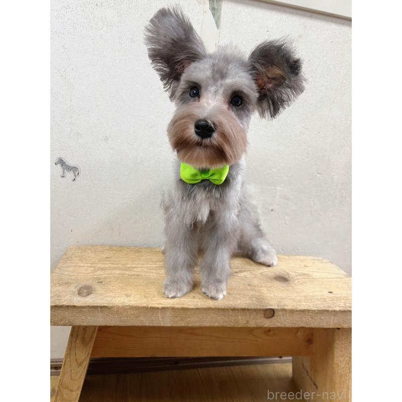 商談中の静岡県のミニチュアシュナウザー-414067の4枚目