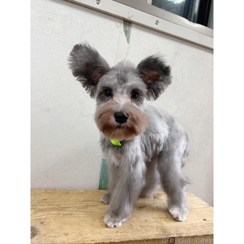 商談中の静岡県のミニチュアシュナウザー-414067の3枚目